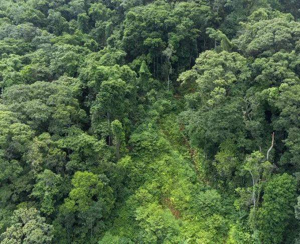 Fundação Florestal de SP encerra inscrições de concurso público para 68 vagas neste domingo (19)