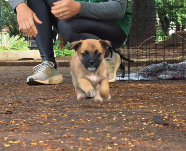 Taubaté realiza feira de adoção de animais nesta sexta na Santa Terezinha
