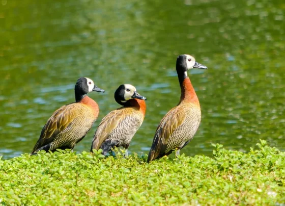 Estado de São Paulo confirma caso de gripe aviária em marreco no Parque Ibirapuera, na Zona Sul da capital