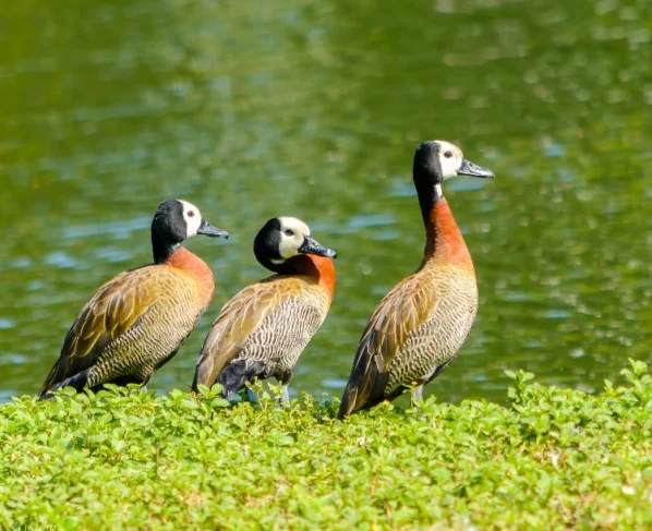 Estado de São Paulo confirma caso de gripe aviária em marreco no Parque Ibirapuera, na Zona Sul da capital